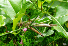 Anacridium aegyptium