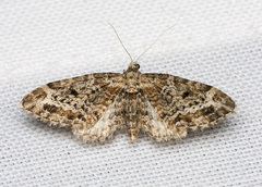 Eupithecia rotundopuncta