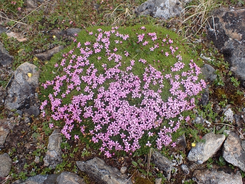 Moss Campion
