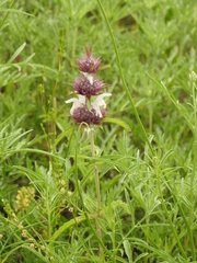 Monarda clinopodioides