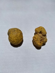 Leucogaster rubescens