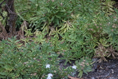 Myoporum parvifolium