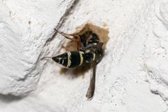 Parancistrocerus minimoferus