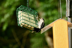 Dryobates villosus villosus