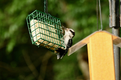 Dryobates villosus villosus