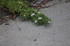 Myoporum parvifolium