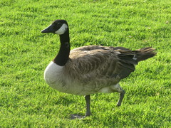 Branta canadensis