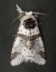 Furcula scolopendrina