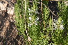 Teucrium laciniatum