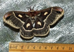 Hyalophora columbia
