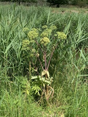 Angelica archangelica
