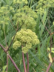 Angelica archangelica