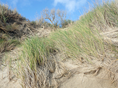 Poa chathamica