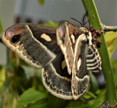 Hyalophora columbia