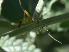 Closterotomus trivialis