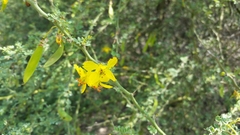 Parkinsonia texana
