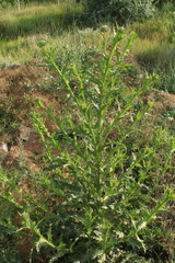 Onopordum tauricum