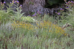 Senecio linearifolius linearifolius