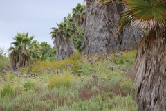Senecio linearifolius linearifolius