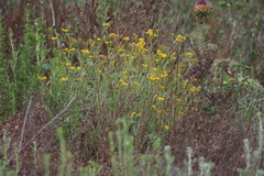 Senecio linearifolius linearifolius