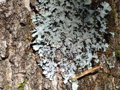 Parmotrema subisidiosum