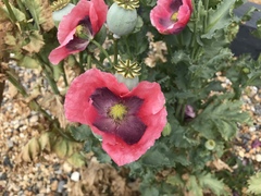 Papaver somniferum setigerum
