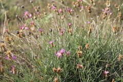 Psephellus trinervius