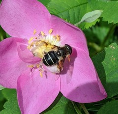 Eristalis obscura