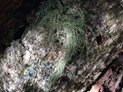 Usnea ceratina