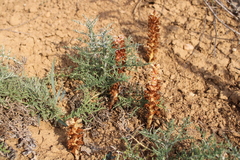 Orobanche kochii