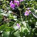 Primula kaufmanniana - Photo (c) Thomas Calame, some rights reserved (CC BY-NC), uploaded by Thomas Calame