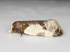 Henricus fuscodorsana