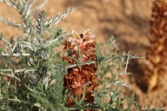 Orobanche kochii