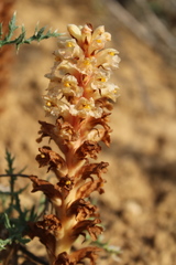 Orobanche kochii