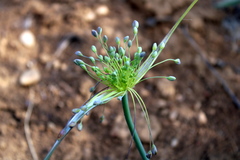 Allium flavum tauricum