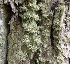 Ramalina labiosorediata