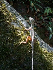 Enyalius capetinga