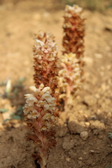 Orobanche kochii