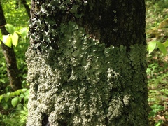 Punctelia appalachensis