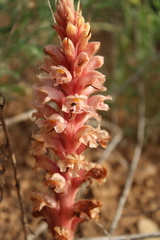 Orobanche kochii