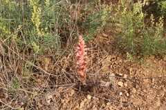Orobanche kochii