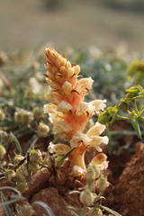 Orobanche kochii