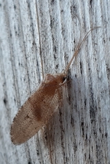 Wesmaelius concinnus