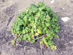 Apium prostratum denticulatum