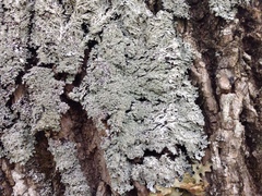 Heterodermia squamulosa
