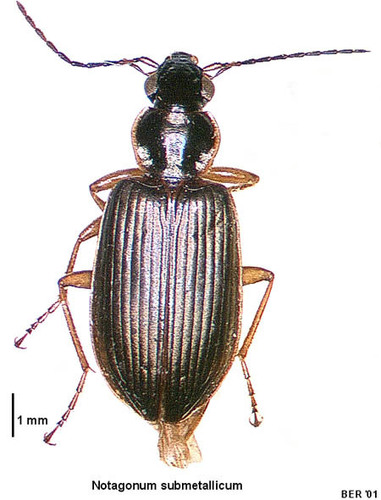 Submetallic Ground Beetle photo 4