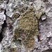 Old-growth Clam Lichens - Photo (c) Tomás Curtis, some rights reserved (CC BY-NC), uploaded by Tomás Curtis