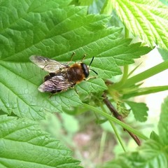 Stratiomys longicornis