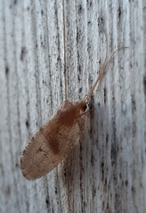 Wesmaelius concinnus