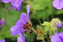 Bombus hypnorum